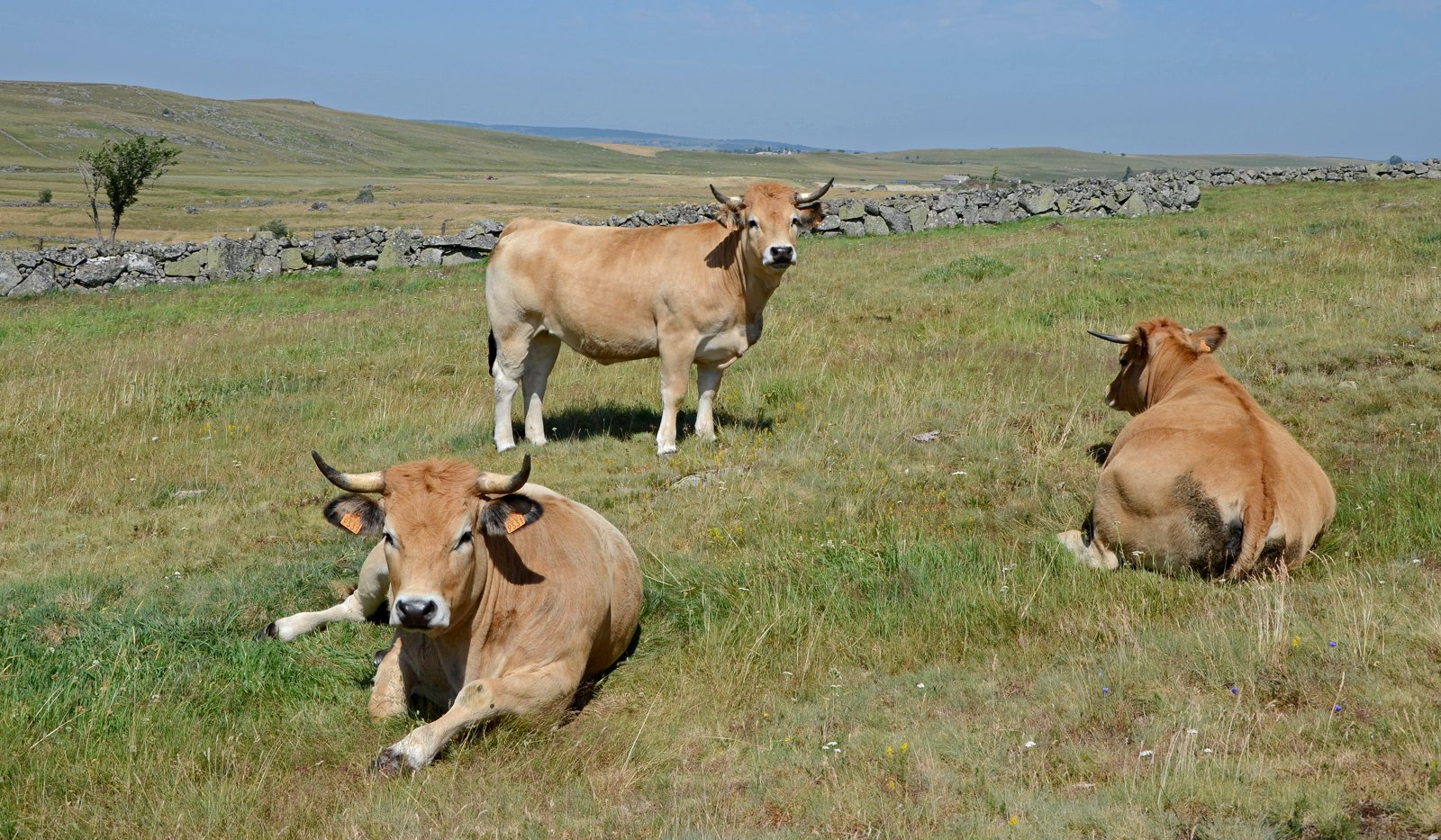 Génisses aubrac dans un pâturage du plateau de l’Aubrac.