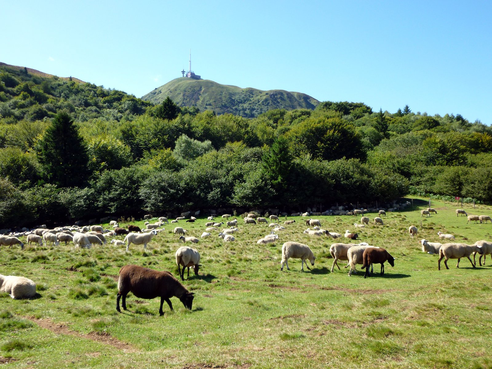 Moutons broutant dans une prairie au pied du puy de Dôme.